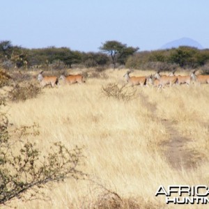 Cape Eland