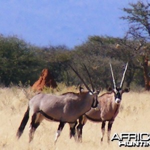 Gemsbok