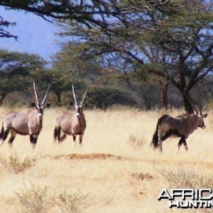 Gemsbok / Oryx