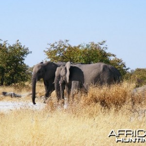 Elephant at Etosha