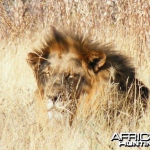 Lion at Etosha