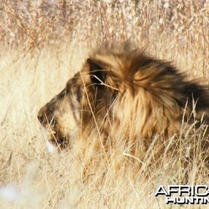 Lion at Etosha