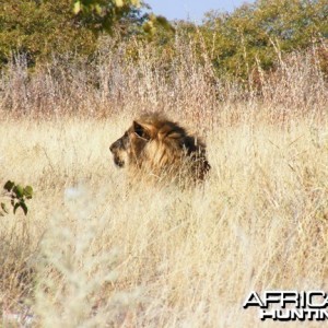 Lion at Etosha