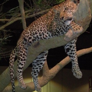 Taxidermy Leopard