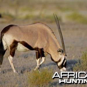 Gemsbok / Oryx