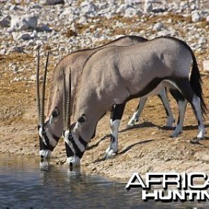 Gemsbok / Oryx