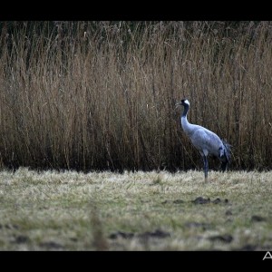 Common Crane