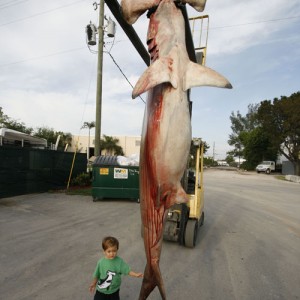 Hammerhead Shark