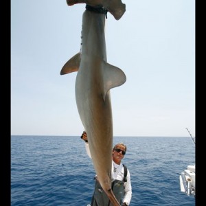 Common Hammerhead Shark