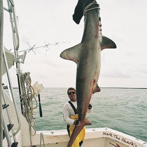 Scallop Hammerhead Shark