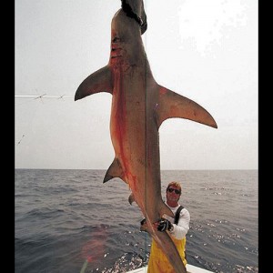 Scallop Hammerhead Shark