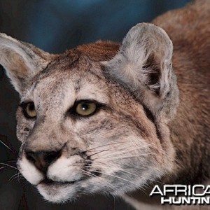 Argentinean Puma