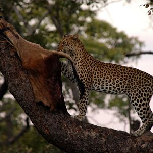 Zambia Hunting Leopard on Bait