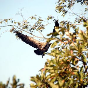 Vulture in Zambia