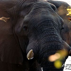 Elephant in Zambia