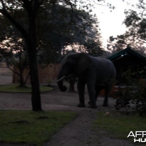 Elephant in Camp Zambia