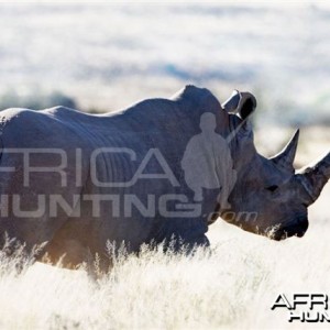 White Rhino Bull South Africa