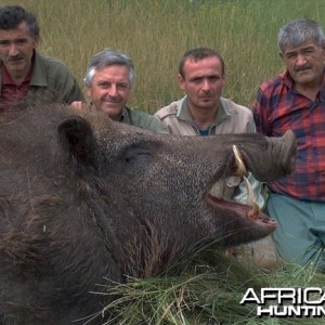 Huge Wild Boar