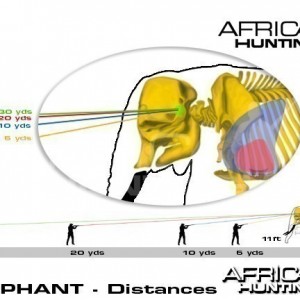 Hunting Elephant Shot Placement