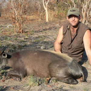 Yellow backed duiker