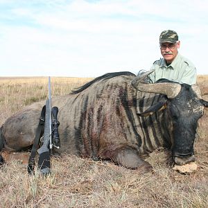 Blue Wildebeest May 2009