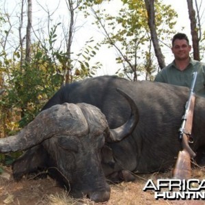 Cape Buffalo Zimbabwe