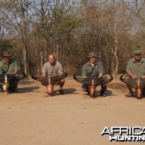 Cape Buffalo Zimbabwe