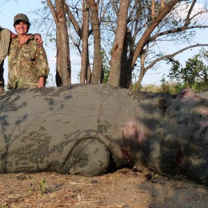 Hippo hunted in the Selous, Tanzania