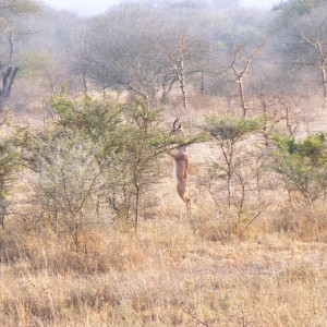 Gerenuk