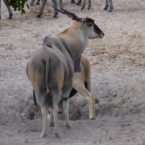 East african eland