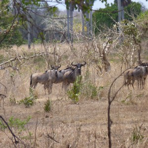 Nyasaland Gnu. Selous