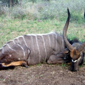 Nyala taken Limpopo province 2010