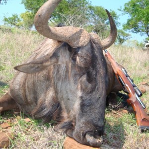 Blue Wildebeest hunted with Leeukop Safaris