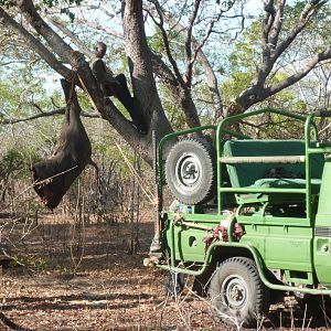 Baiting for dangerous game hunting in Tanzania