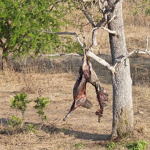 Baiting for dangerous game in Tanzania