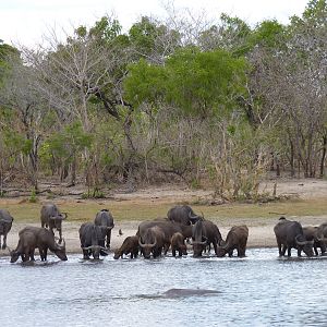 Cape Buffalo Tanzania