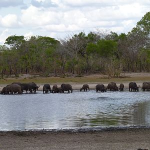 Cape Buffalo Tanzania