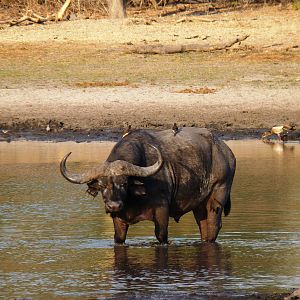 Cape Buffalo Tanzania