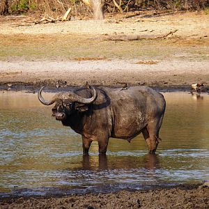 Cape Buffalo Tanzania