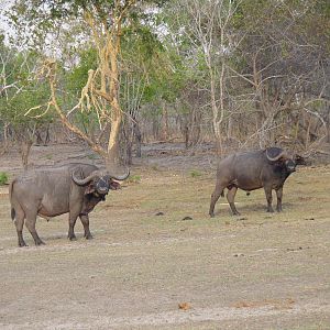 Cape Buffalo Tanzania