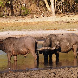 Cape Buffalo Tanzania