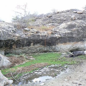 Cape Buffalo hunting in Tanzania