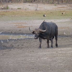 Cape Buffalo Tanzania