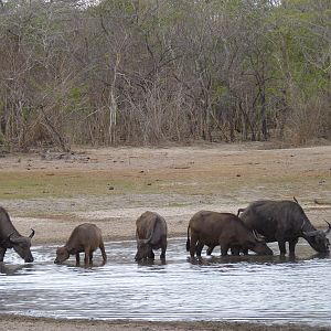 Cape Buffalo Tanzania