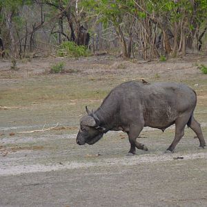 Cape Buffalo Tanzania