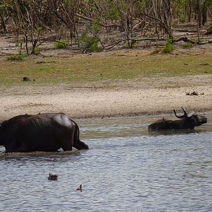 Cape Buffalo in Tanzania