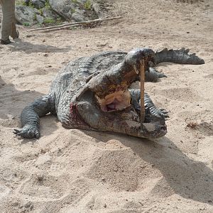 Crocodile hunting in Tanzania