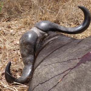 Cape Buffalo hunting in Tanzania