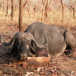 Hunting Cape buffalo in Tanzania