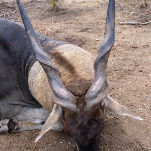 Hunting East African Eland Tanzania